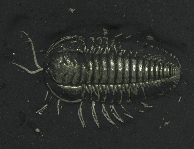 Pyritized Triarthrus Trilobites With Appendages - New York #62812